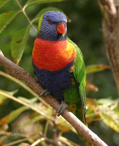 Rainbow Lorikeet 9Y209D-069.JPG